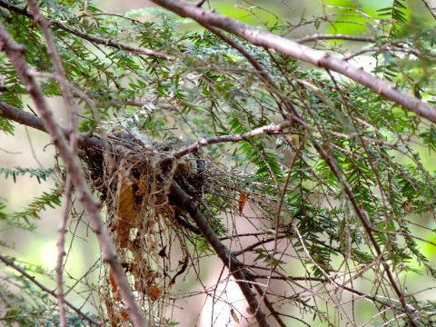 Close up of nest resting on branch. 