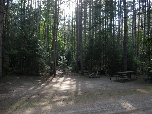 Dirt ground campsite located in front of wall of trees. 