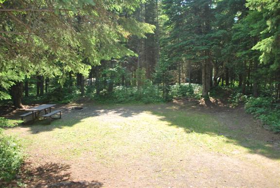 Sunny campsite surrounded by trees with picnic bench. 