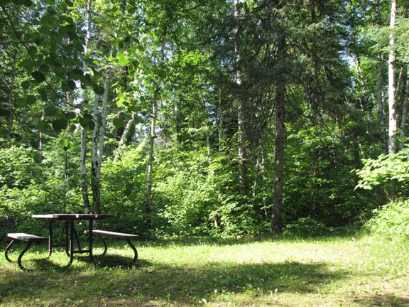 Shady campsite with picnic bench. 