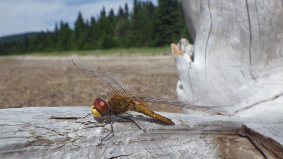 A dragonfly on a piece of driftwood. 