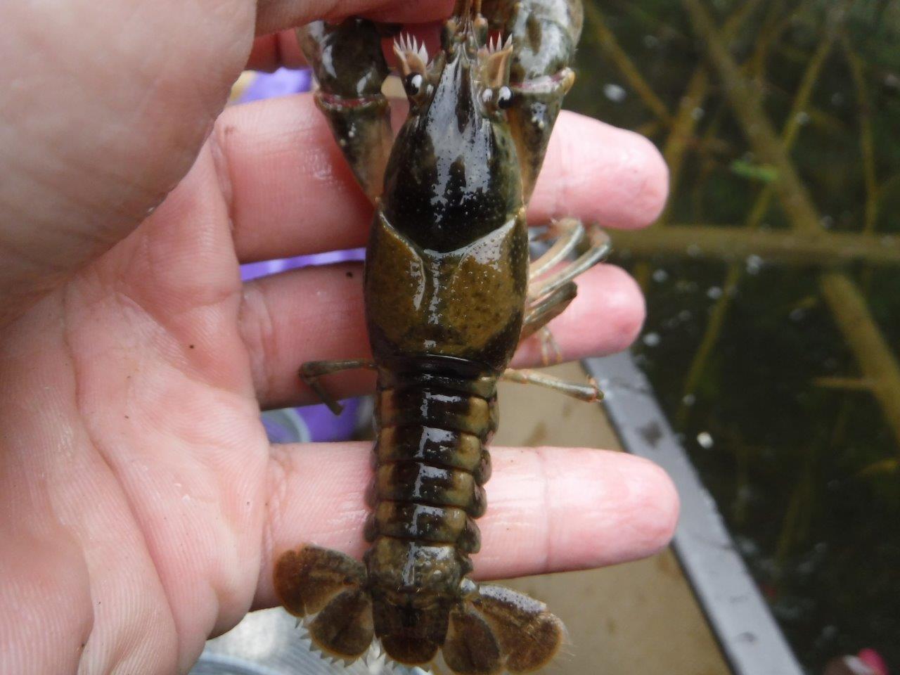 Close up of a Clearwater Crayfish