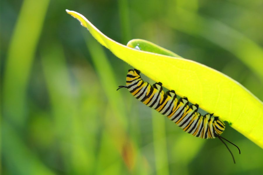 Monarch Caterpillar eating Milkweed,