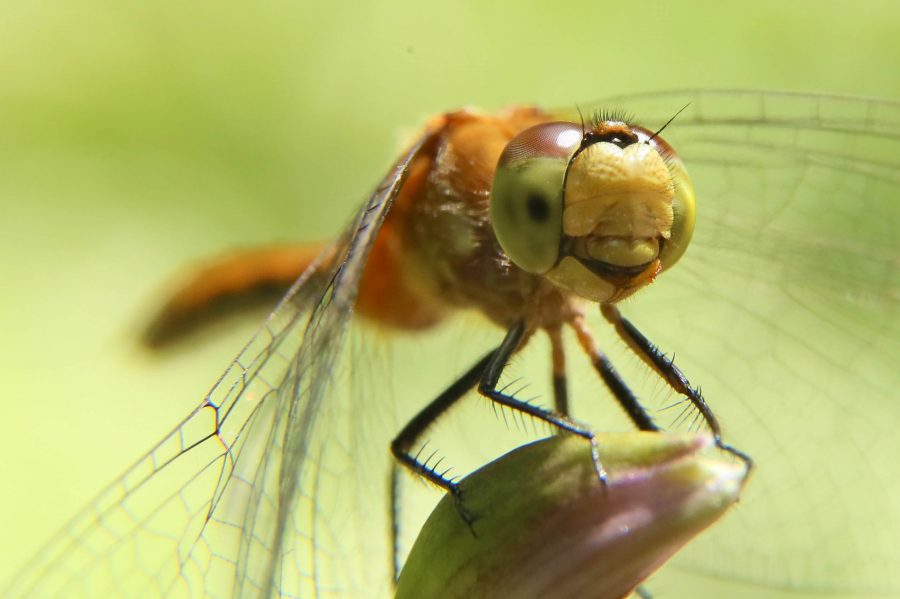 Close up of an orange dragonfly. 