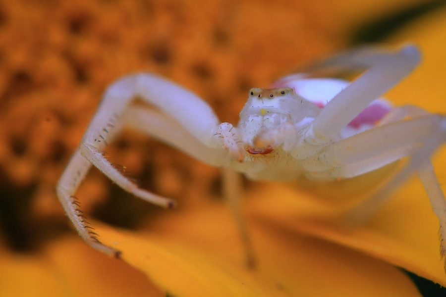 A white spider with an orange background
