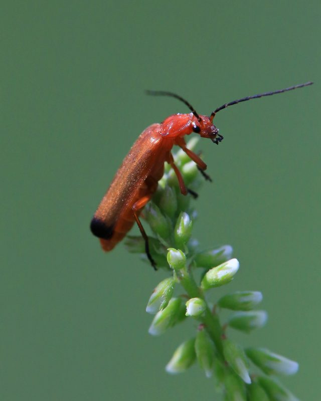 Close up of a red beetle on a leaf