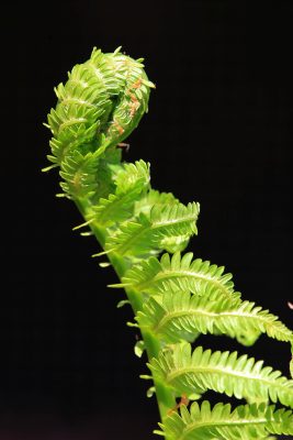 Close up of a green fern. 