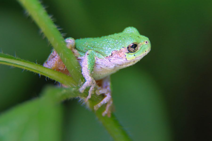 Close up of a green frog on a branch. 