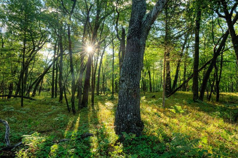 Sunlight shines through trees in a forest