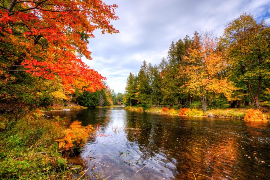 fall forest with river