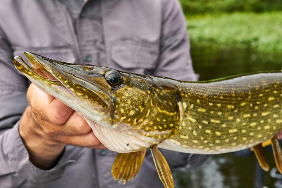 Close up of a northern pike