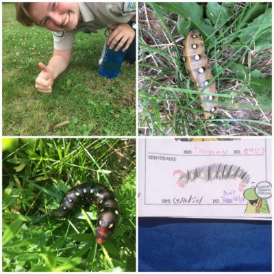 Collage of bug finding