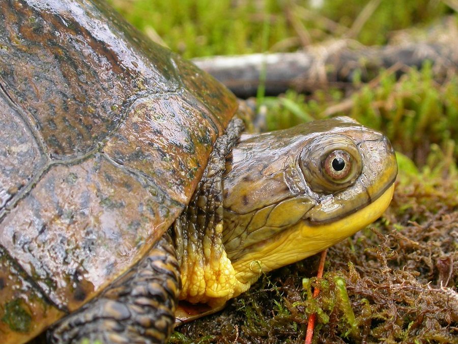 Close up of Blanding Turtle