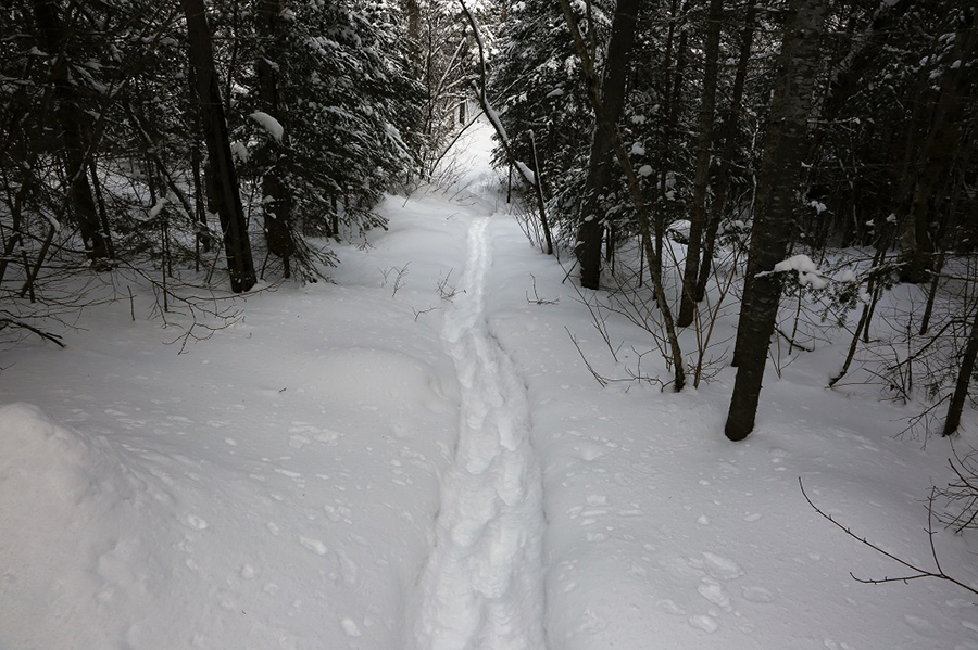 Snowshoe tracks in the forest