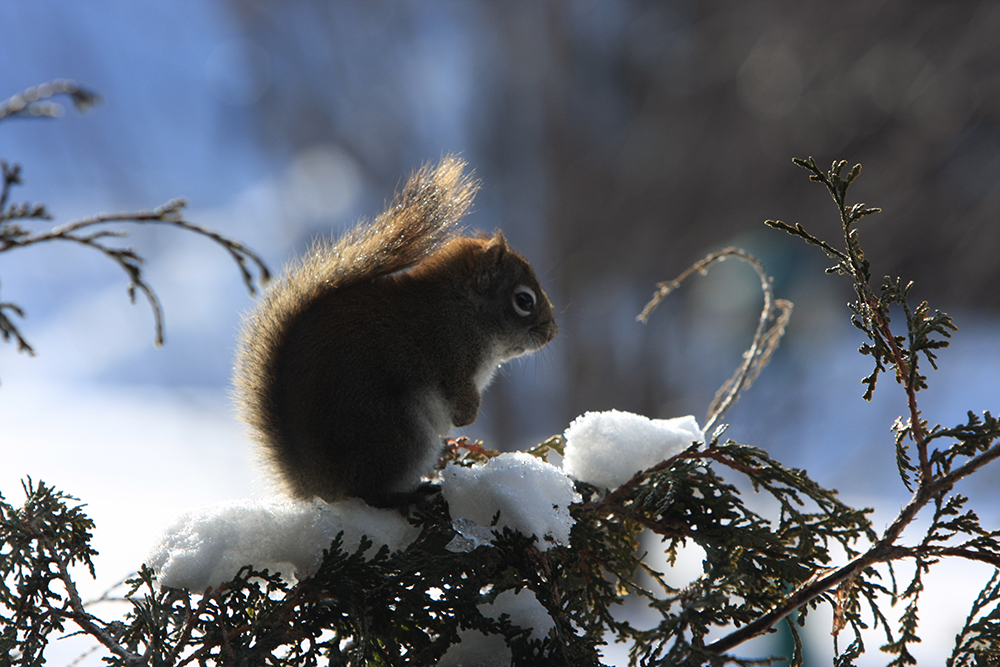 Un écureuil roux dans le paysage hivernal