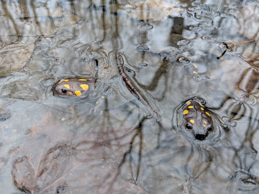 Close up of a vernal pool