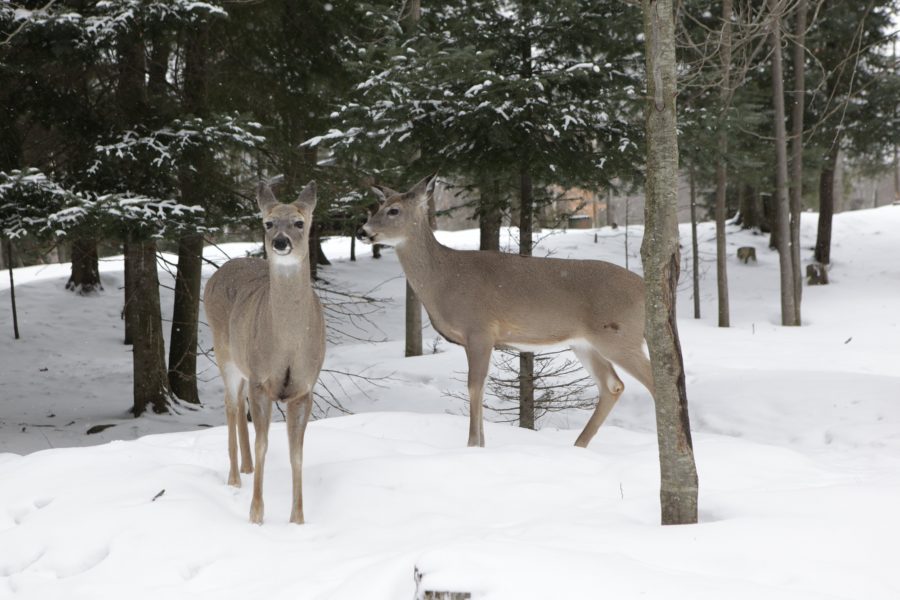 two deer standing in snowy forest
