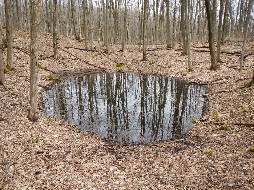 A vernal pool in a forest