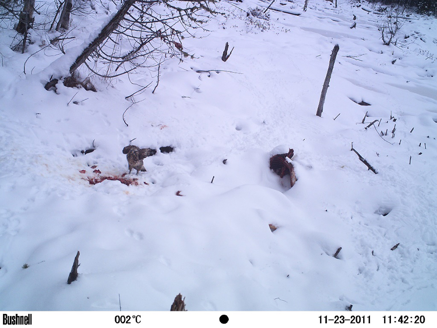 Hawk picks at the moose carcass