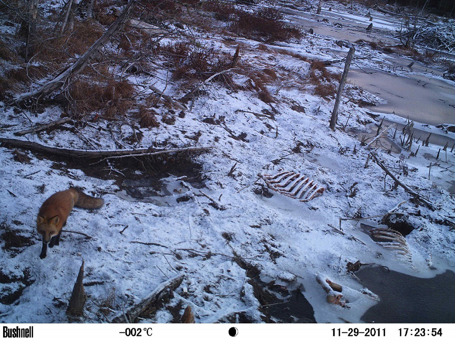 Red Fox walks by the carcass