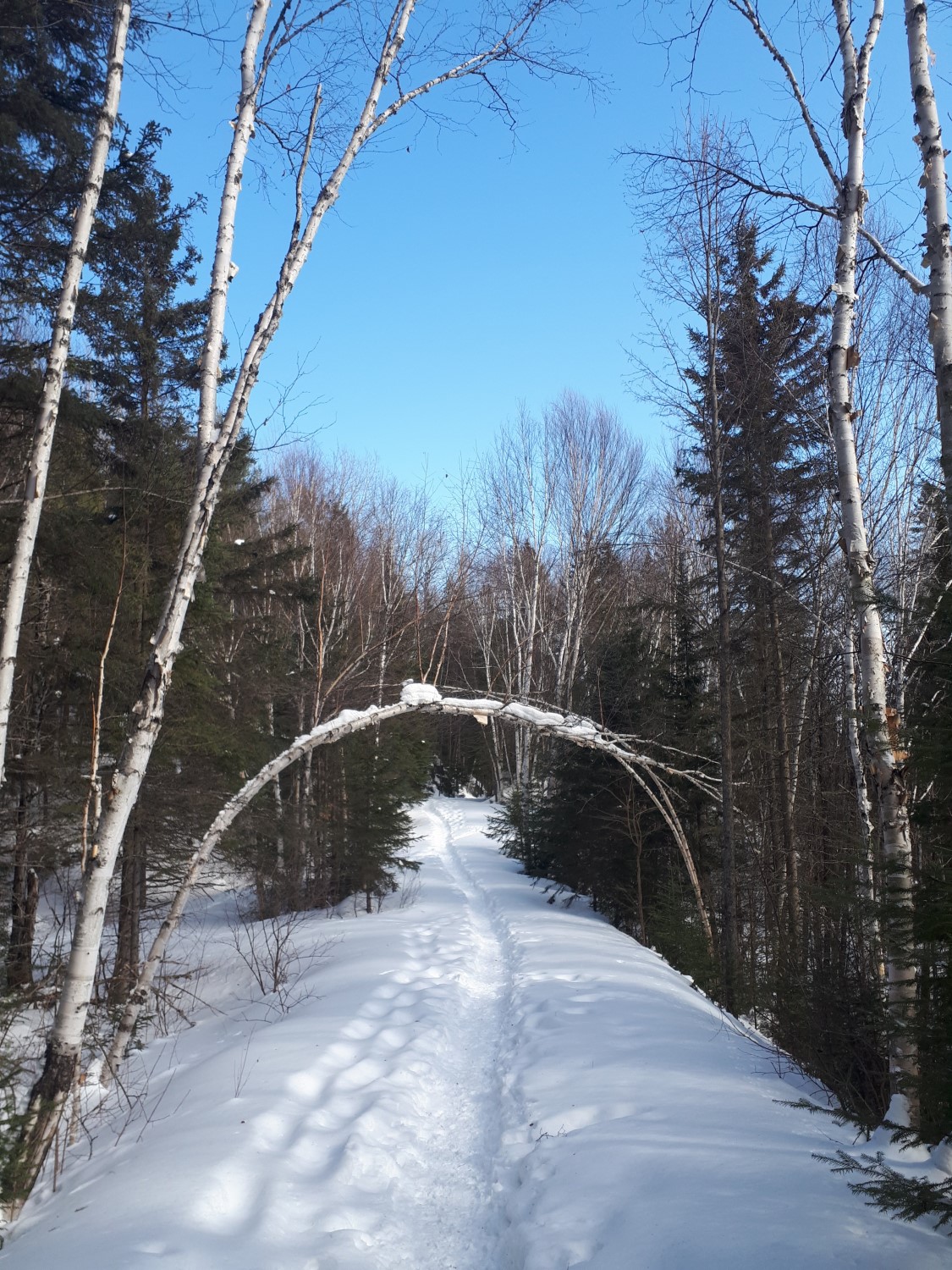A snowy trail through a forest with a birch tree bent over the trail