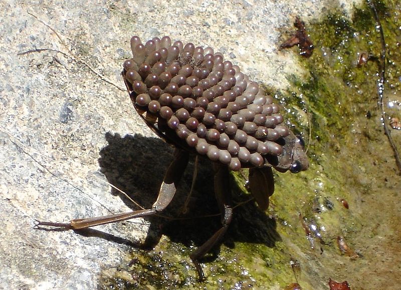 Male water bug with eggs on back