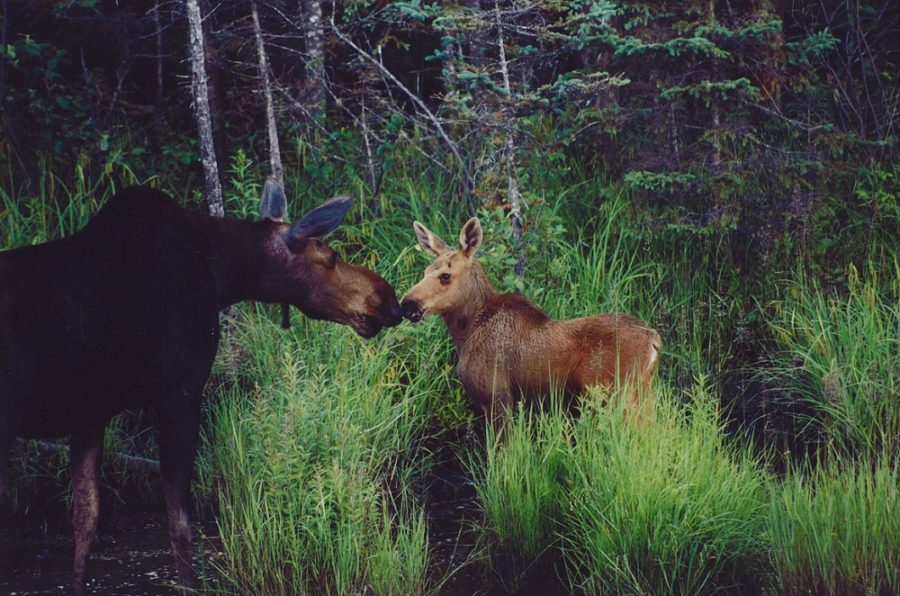 Cow moose and calf in the forest