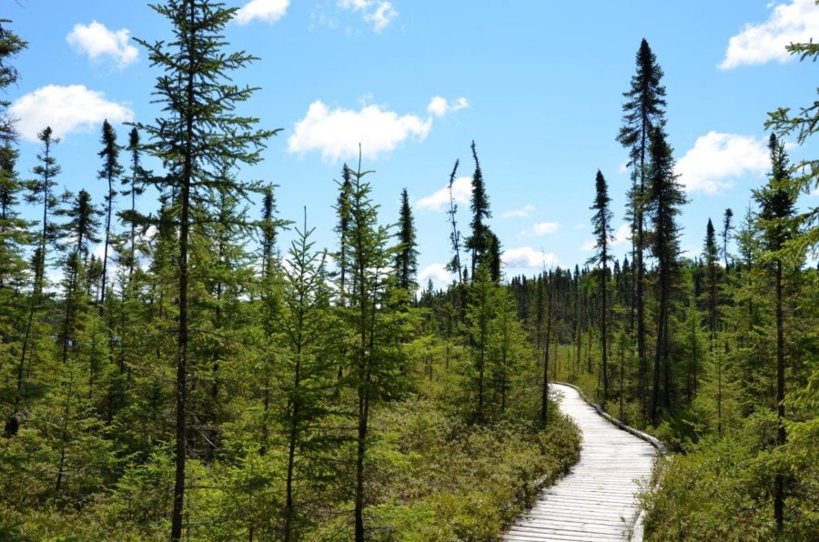 Blue Lake trail through a forest