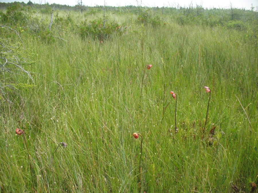 plants in a wetland