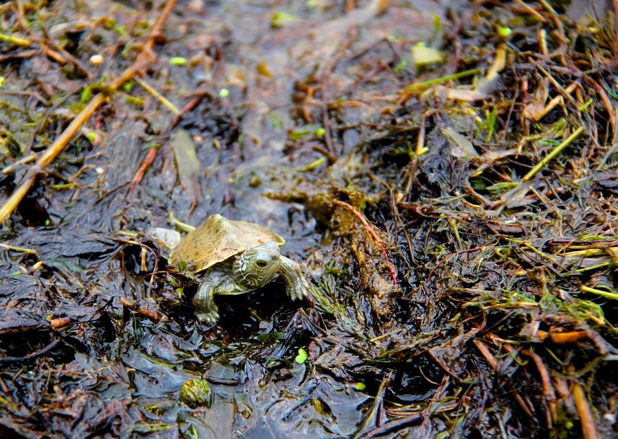 Turtle in the muck