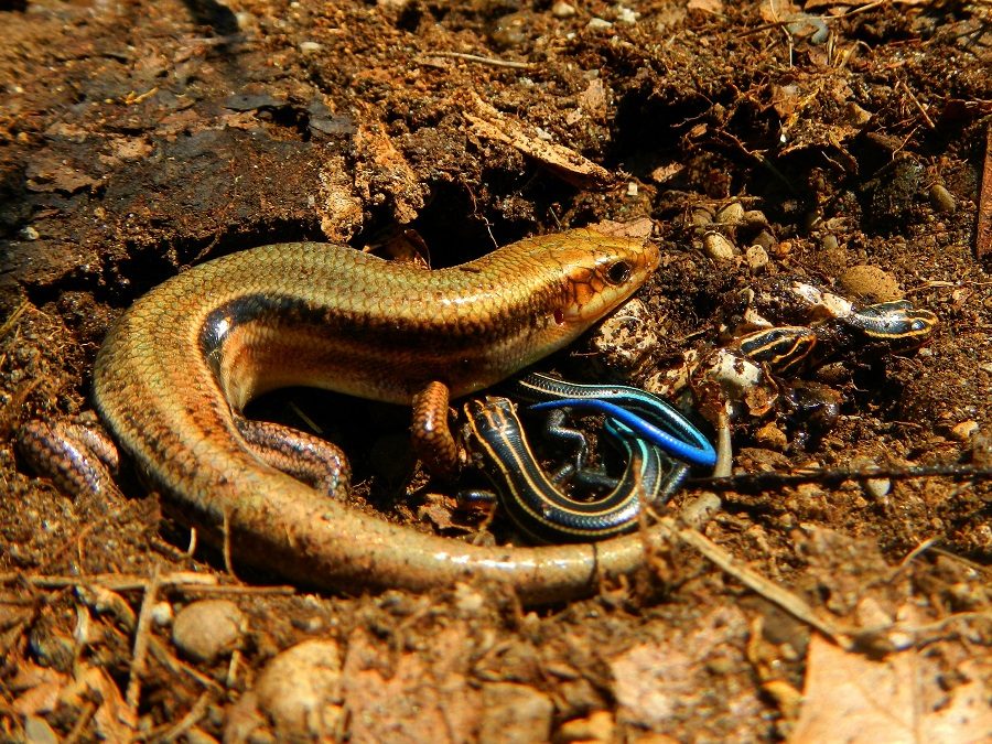 Close up of skink and baby skinks