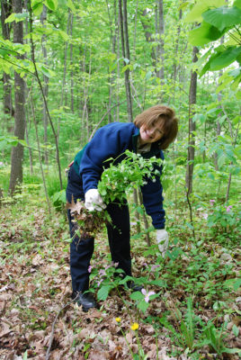 Kathy picking invasive species