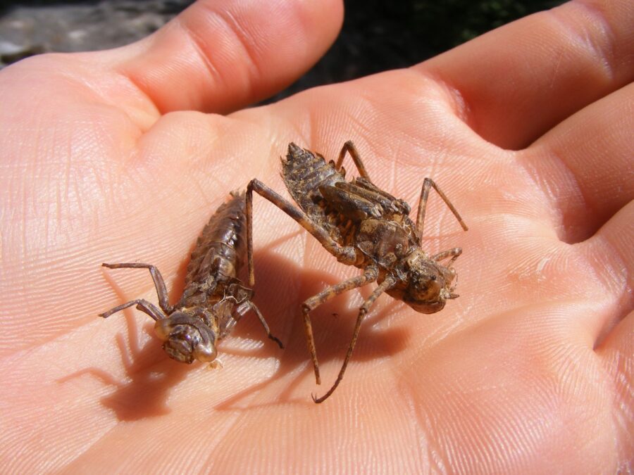 Two brown dragonfly nymph casings held in the palm of a human hand.