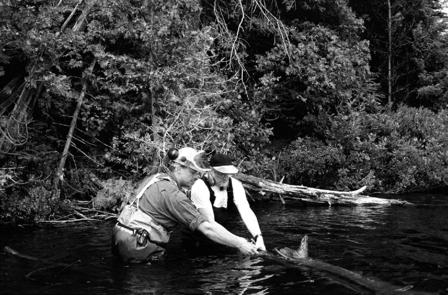scientists in river, sampling tree