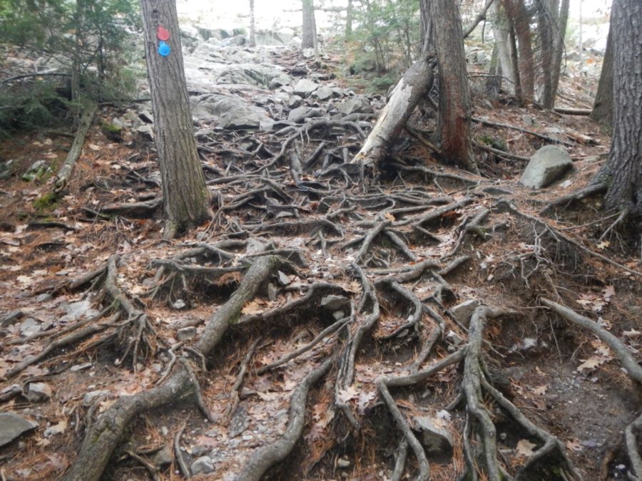  root exposure on Crack trail
