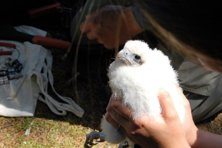 A newly banded peregrine falcon chick