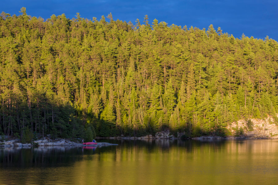 pine forest in Temagami