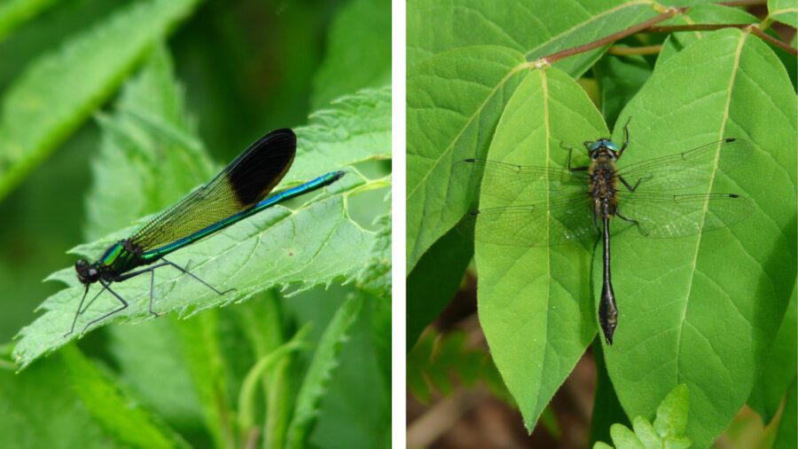 Side by side photos of two singes insects with long thin bodies. On the left, a shiny teal damself fly with black wings. On the right, a muted grey dragonfly with lacy wings is perched on a leaf
