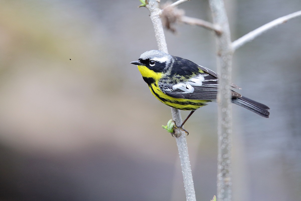 Petit oiseau jaune, noir et blanc sur une branche au printemps