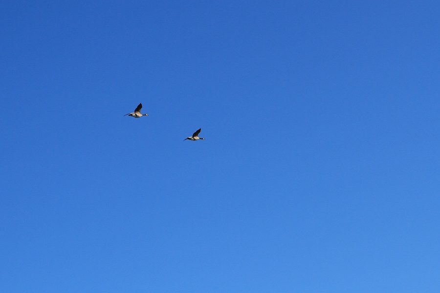Birds in blue sky