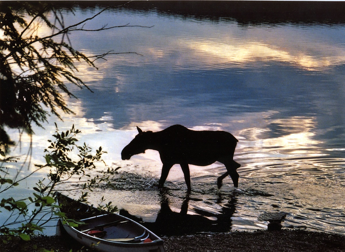 Silhouette of a moose before the reflection of a pink and blue sky on the water, shoreline