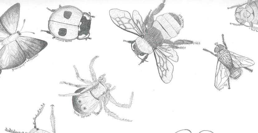 Life drawings of different bugs (beetles, insects, arachnids)