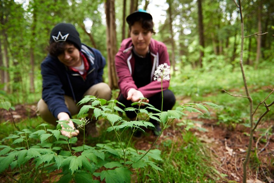 Jeune couple touchant des plantes dans les bois