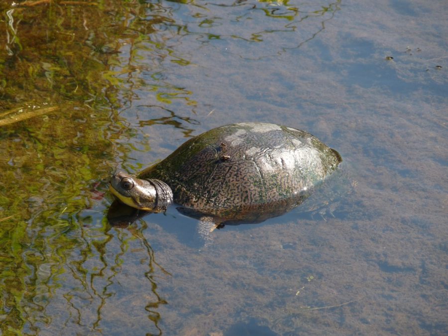 Brown grey turtle, in shallow water, with head stiicking up