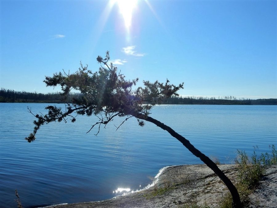 Shot of a wide river from the rock shoreline with a coniferous shrub growing out of the rock