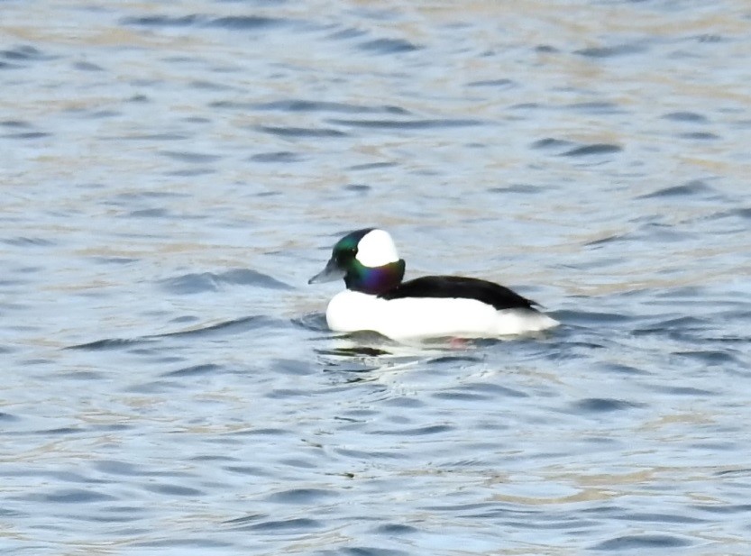Waterfowl with bright white underbelly and black top feathers. Largely back head with bright white spot on the back of head. 