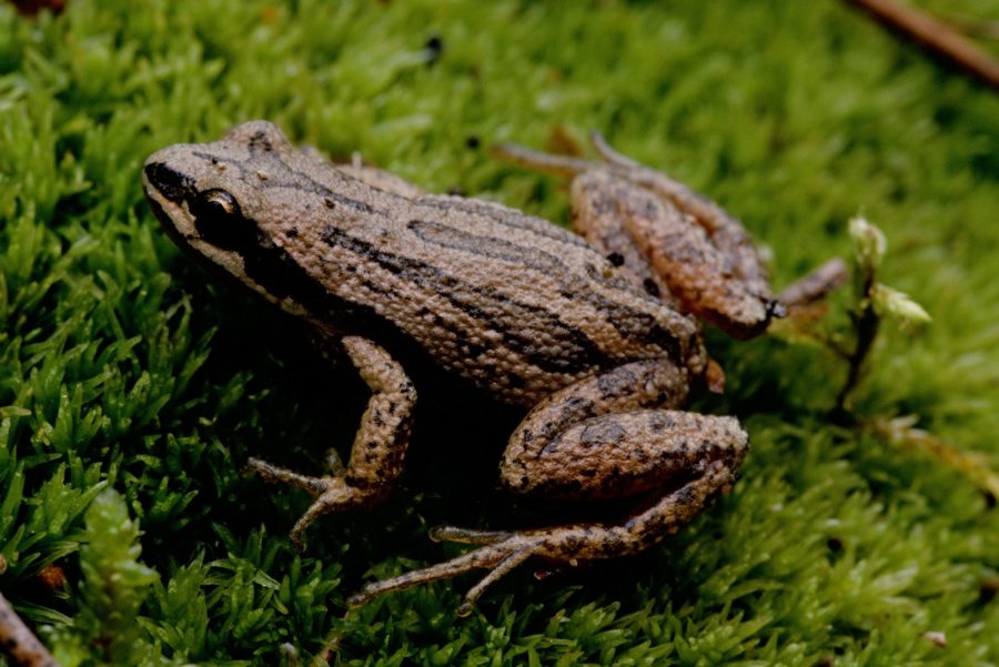 A brown frog with grey markings, shot from overhead, on an artificial grass surface