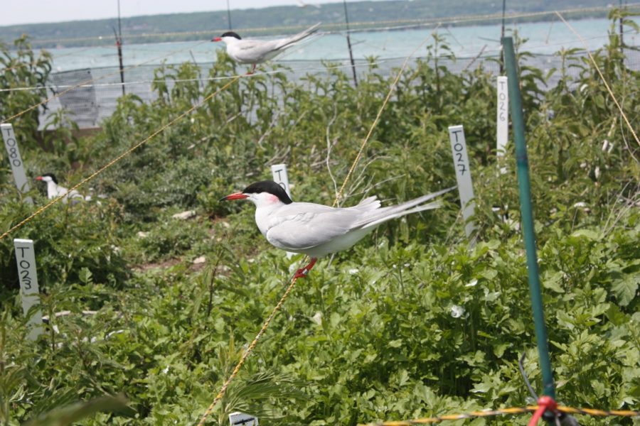 Two common terns perched on yellow wire grid with water in the background