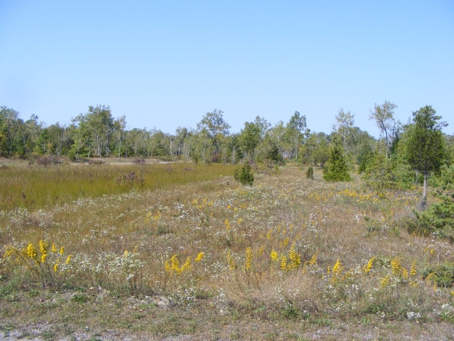 Dry looking field with a variety of flora, including yellow and white blossoms, with conifers and deciduous trees in the background