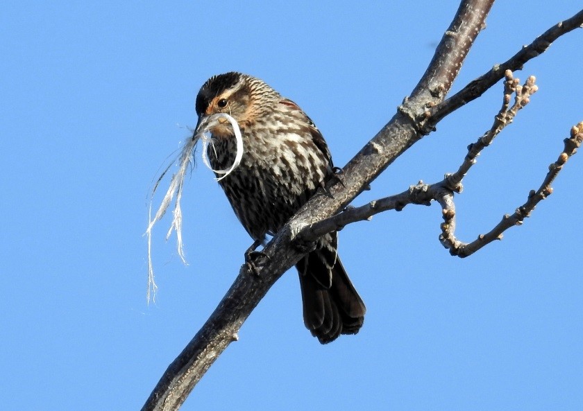 Female Red Wing Black Bird with straw in it's beak, perched on a branch with blue sky in the background.